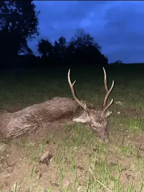 Red Deer