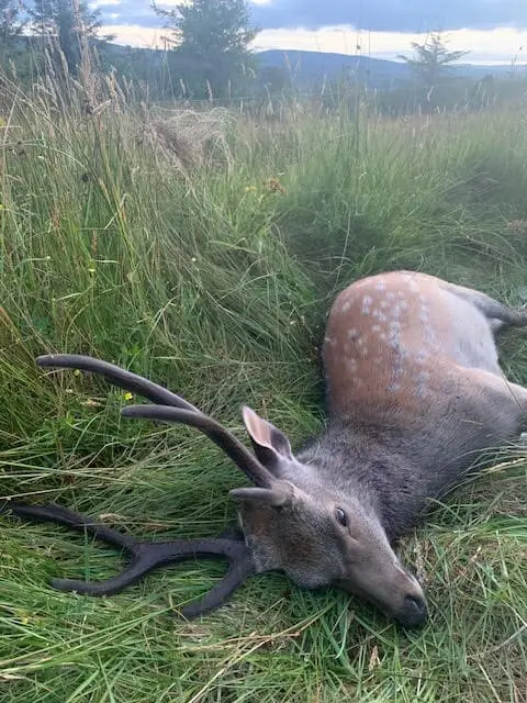 Red Deer