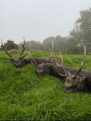 Red Deer