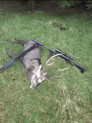 Red Deer