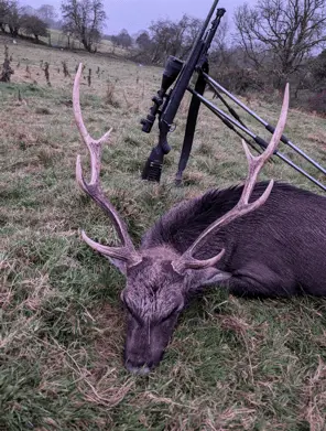 Red Deer