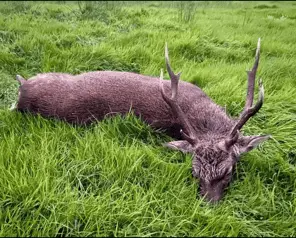 Red Deer