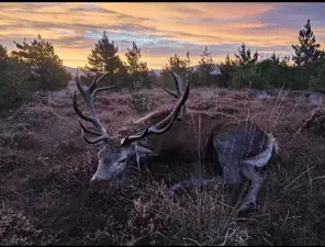Red Deer