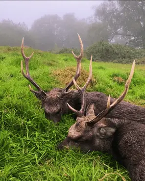 Red Deer
